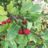 Ilex mucronata