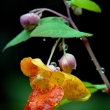 Impatiens capensis