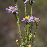 Stiff Aster