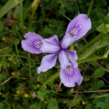 Douglas Iris