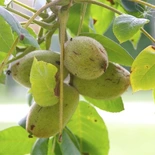 Juglans cinerea