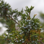 Rocky Mountain Juniper