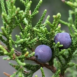 Juniperus L.