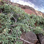 Kanaloa kahoolawensis