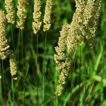 Prairie Junegrass