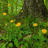 Krigia biflora