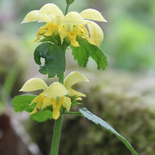 Lamiastrum galeobdolon