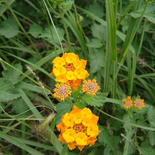 Texas Lantana