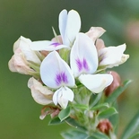 Lespedeza cuneata