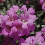 Texas Sage