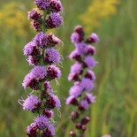 Rough Blazing Star