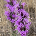 Bottlebrush Blazing Star