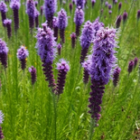 Liatris Gaertn.