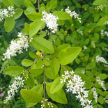 Ligustrum L.