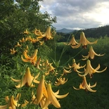 Lilium canadense