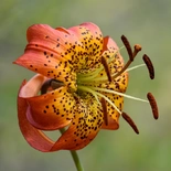 Lilium L.