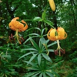 Lilium superbum