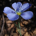 Blue Flax