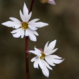 Lithophragma (Nutt.)