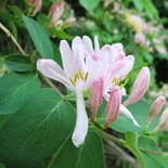 Lonicera ×bella