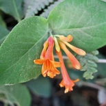 Honeysuckle Vine