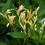 Lonicera japonica