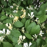 Lonicera maackii