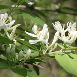 Lonicera morrowii