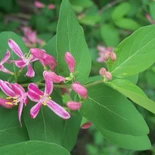 Lonicera tatarica