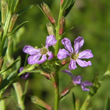 Winged Lythrum