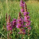 Lythrum salicaria