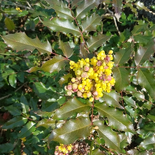 Oregon Grape