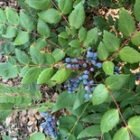 Low Oregon Grape