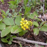 Creeping Oregon Grape