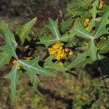 Agarita