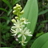 Maianthemum stellatum
