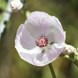 Malacothamnus fasciculatus