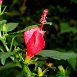 Turk's Cap