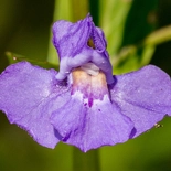 Mimulus ringens