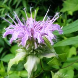 Wild Bergamot