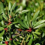 California Wax Myrtle