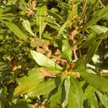 Wax Myrtle
