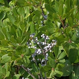 Morella pensylvanica