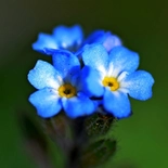 Myosotis L.