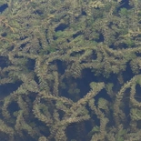 Myriophyllum spicatum
