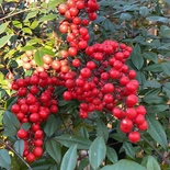 Nandina domestica