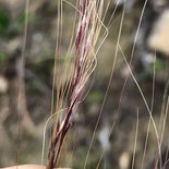 Mexican Feathergrass