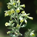 Nicotiana rustica