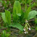 Indian Plum