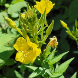 Oenothera biennis